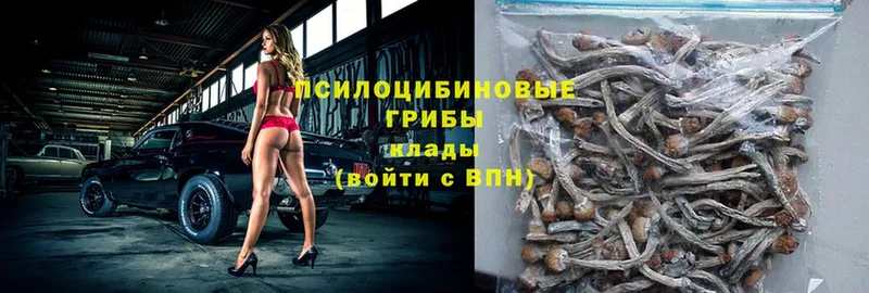 дарнет шоп  блэк спрут ССЫЛКА  Галлюциногенные грибы Psilocybe  Калач 